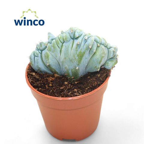 Myrtillocactus geometrizans cristata