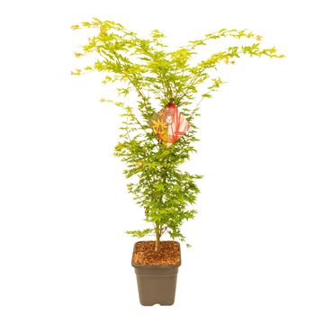 Acer palmatum 'Sangokaku'