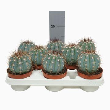 Melocactus azureus