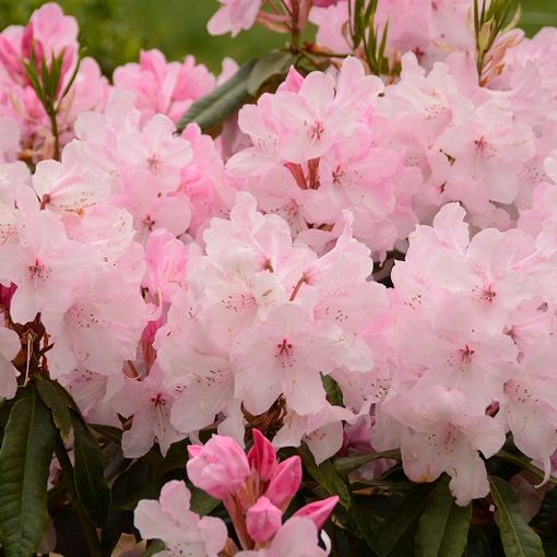 Cool Rhododendron Grosshandel