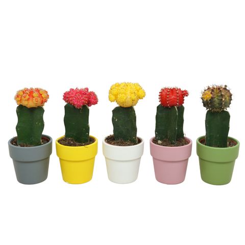 Gymnocalycium mihanovichii MIX