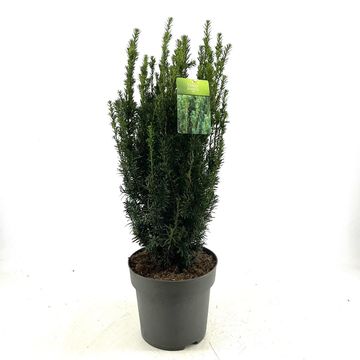 Taxus x media 'Hillii'