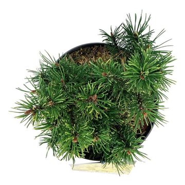 Pinus mugo 'Carsten'
