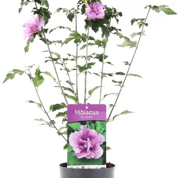 Hibiscus syriacus 'Ardens'