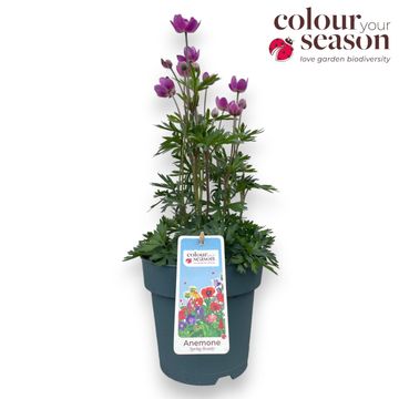 Anemone x lesseri SPRING BEAUTY PINK