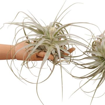 Tillandsia gardneri