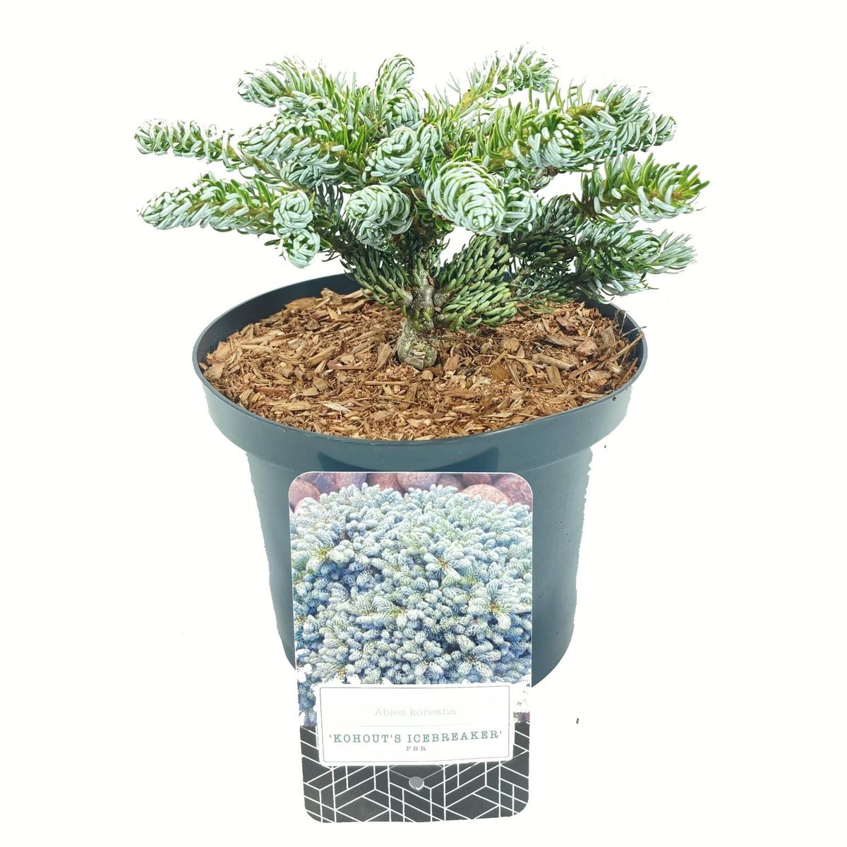 Abies koreana 'Kohout's Icebreaker' — Plant Wholesale FlorAccess