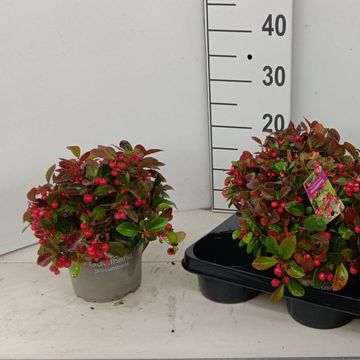 Gaultheria procumbens