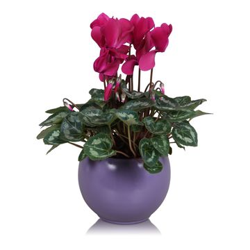 Cyclamen persicum SUPER SERIE S ALLURE MIX