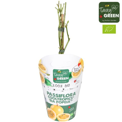 Passiflora incarnata 'Eia Popeia'