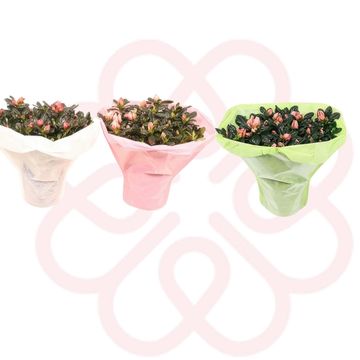 Rhododendron AZALEA MIX