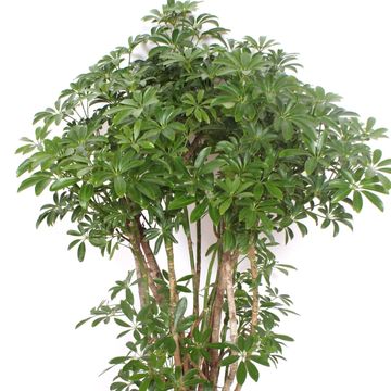 Schefflera arboricola 'Luseana'