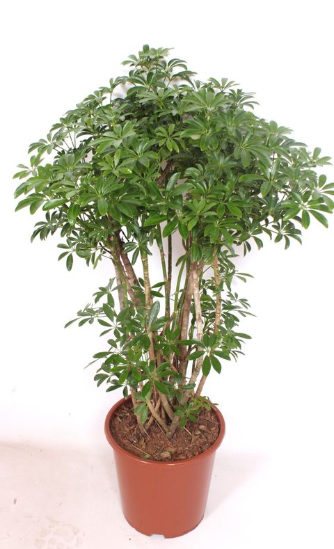 Schefflera arboricola 'Luseana'