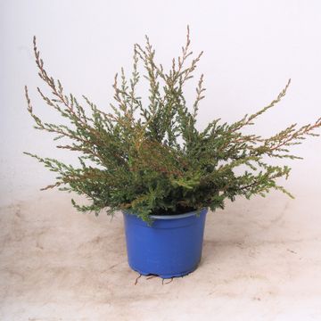 Juniperus communis 'Repanda'