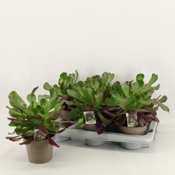 Aeonium arboreum