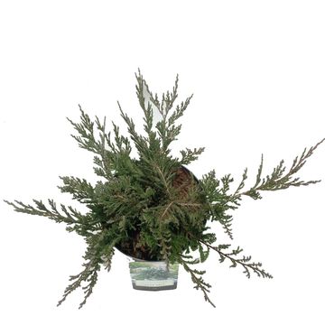 Juniperus horizontalis 'Blue Chip'