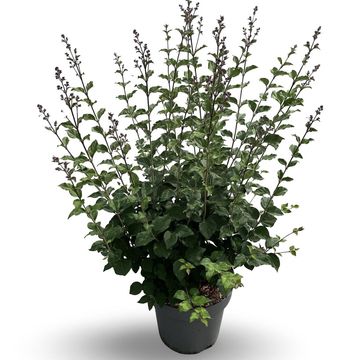 Syringa BLOOMERANG DARK PURPLE