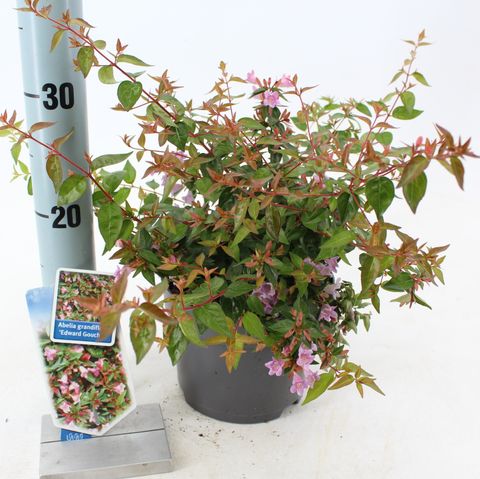 Abelia 'Edward Goucher'