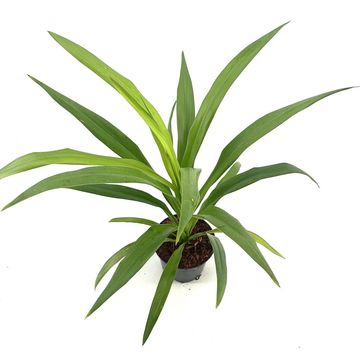 Cordyline australis EMERALD STAR