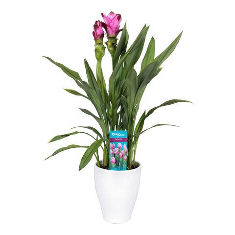 Curcuma alismatifolia SIAM SPLASH