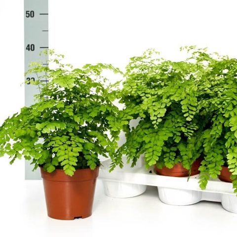 Adiantum raddianum 'Fragrans' — Plant Wholesale FlorAccess