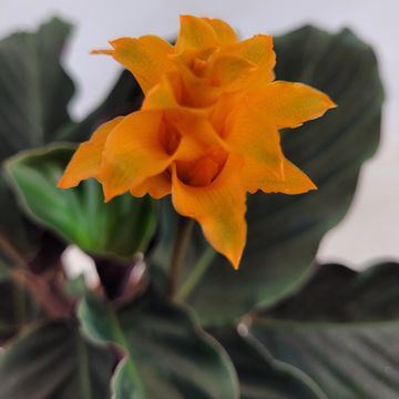 Calathea crocata 'Tassmania'