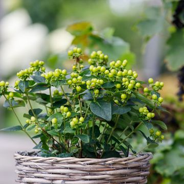 Hypericum MIRACLE PISTACHE