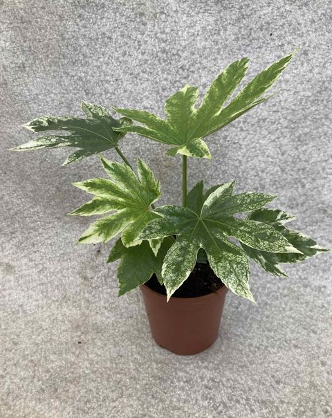 Fatsia japonica 'Variegata'