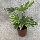 Fatsia japonica 'Variegata'