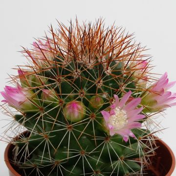 Mammillaria backebergiana ernestii