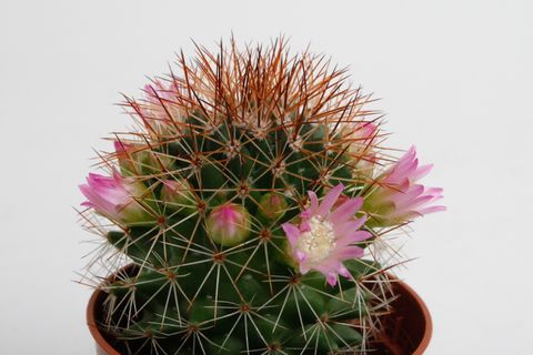 Mammillaria backebergiana ernestii