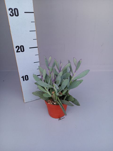 Senecio crassissimus