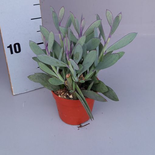 Senecio crassissimus