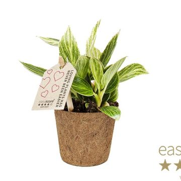 Philodendron 'Peridot'