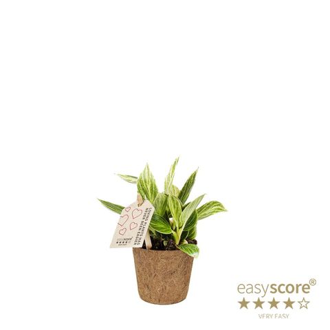 Philodendron 'Peridot'