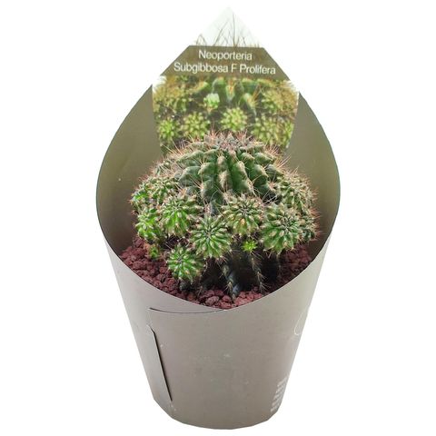 Neoporteria subgibbosa prolifera