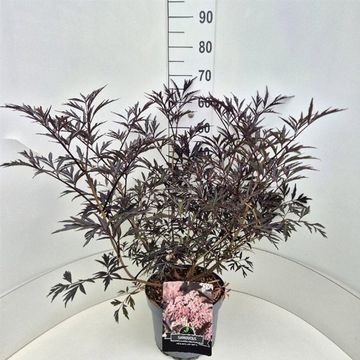 Sambucus nigra BLACK LACE