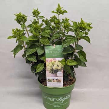 Hydrangea paniculata GARDENLIGHTS GREENLIGHT