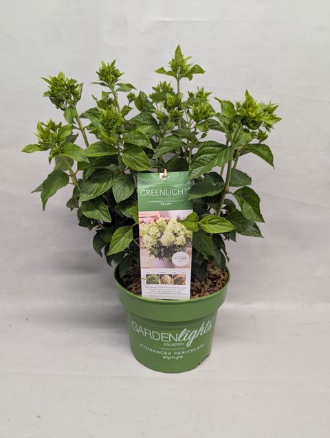 Hydrangea paniculata GARDENLIGHTS GREENLIGHT
