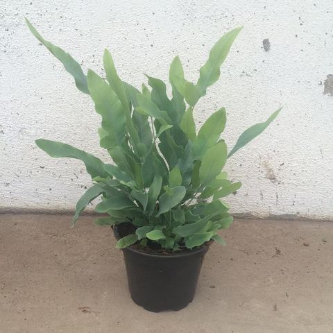 Phlebodium aureum 'Blue Star'