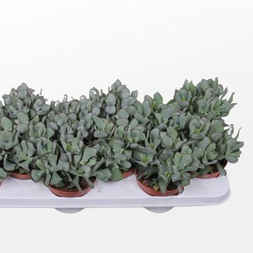 Crassula arborescens undilatifolia