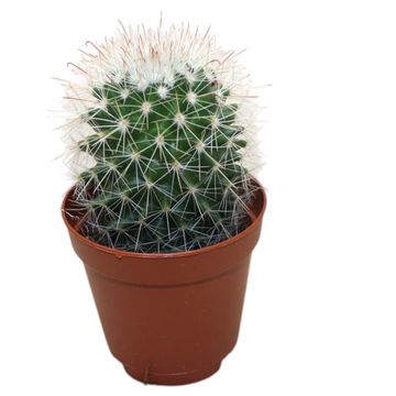 Mammillaria spinosissima