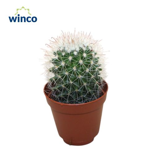 Mammillaria spinosissima
