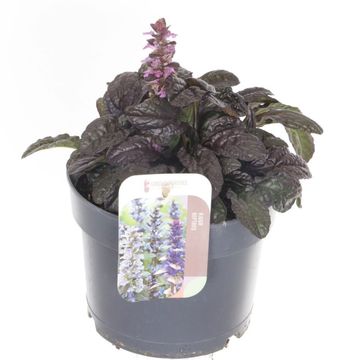 Ajuga reptans MIDNIGHT MYSTERY