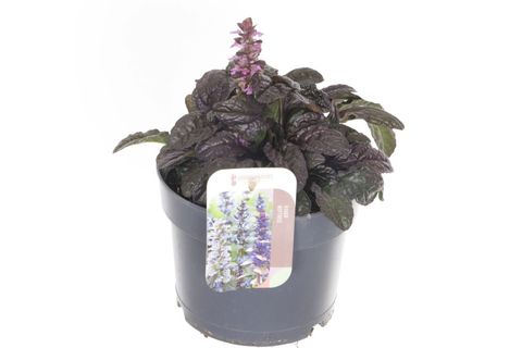Ajuga reptans MIDNIGHT MYSTERY