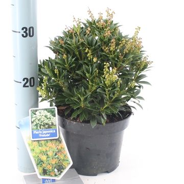 Pieris japonica 'Prelude'