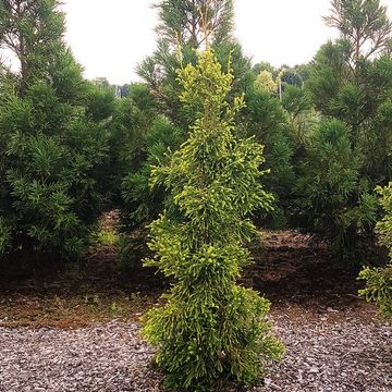 Cryptomeria japonica 'Kyara Gold'