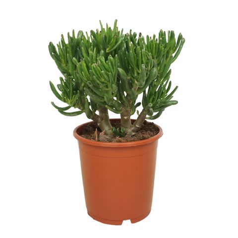Crassula ovata 'Gollum'