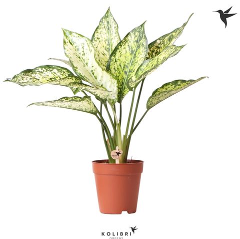 Aglaonema costatum 'First Diamond'