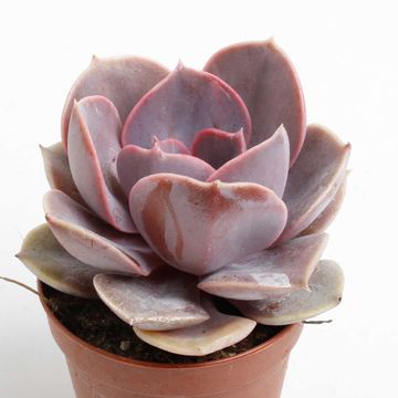 Echeveria 'Perle von Nürnberg'